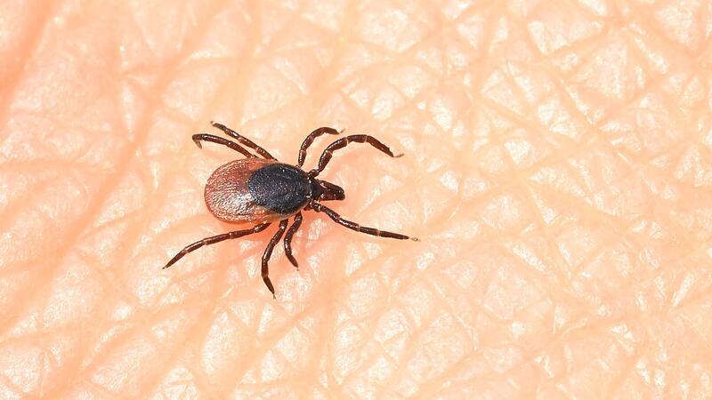 Wo es Zecken-Alarm jetzt auch im Herbst gibt Egal ob Stadt oder Land - Zecken können überall Infektionen übertragen. (Archivfoto)
