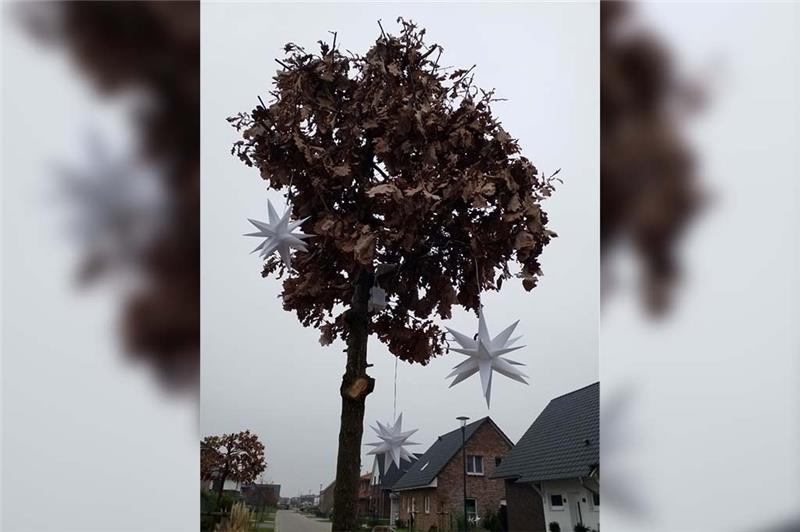 Strafanzeige droht: 17 Bäume in Steinkirchen gekappt und zerstört Eiche zur Kugel geschnitten und dekoriert: Wie hier wurden in der Steinkirchener Neubausiedlung knapp die Hälfte der Bäume beschädigt. Foto: Zinke