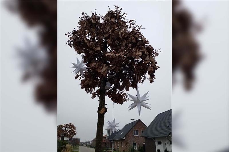 Eiche zur Kugel geschnitten und dekoriert: Wie hier wurden in der Steinkirchener Neubausiedlung knapp die Hälfte der Bäume beschädigt. Foto: Zinke