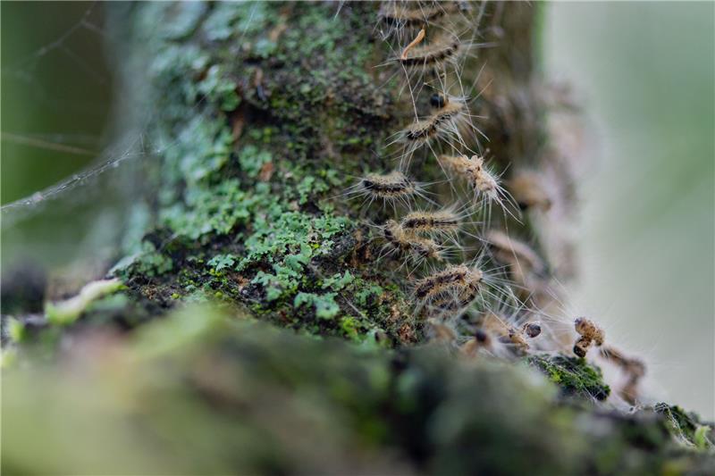 Eichenprozessionsspinner kriechen in ihr Nest. Foto: Lisa Ducret/dpa