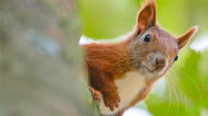 So helfen Sie Eichhörnchen in der kalten Jahreszeit Eichhörnchen sind in diesen Tagen aktiv auf Futtersuche.