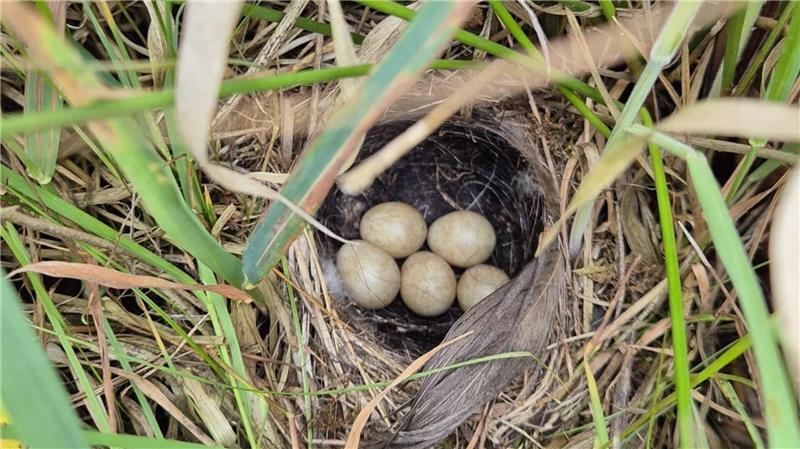 Naturschutz: Spezialmäher hackt Insekten nicht mehr den Kopf ab Eier so groß wie ein Fingernagel: Blick in das Nest einer Wiesenschafstelze auf einer Wiese im Bullenbruch.