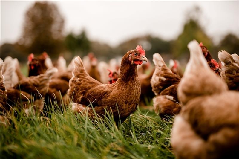 Eier von glücklichen Hühnern auf der Wiese neben dem Hofkontor – sie dürfen draußen sein, wenn nicht gerade wie aktuell behördliche Auflagen zur Seuchenbekämpfung dies verhindern. Fotos: Teichmann