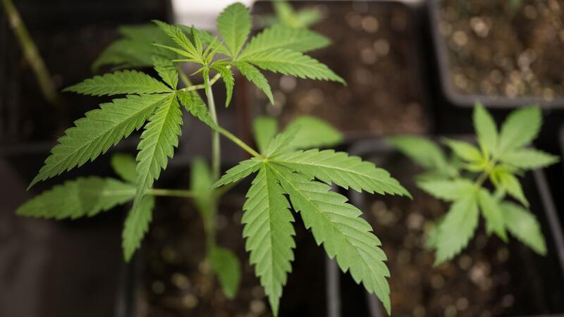 Cannabis-Freigabe nimmt nächste Hürde Eigenanbau und Besitz bestimmter Mengen sollen für Volljährige vom 1. April an erlaubt sein. Zum 1. Juli sollen Clubs zum nicht-kommerziellen Anbau möglich werden.