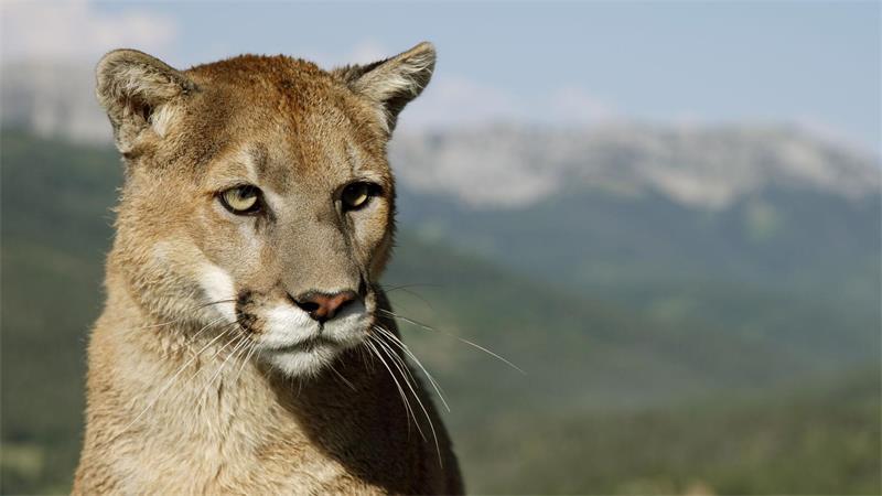 Eigentlich unter anderem in Nordamerika beheimatet: der Puma, auch Berglöwe genannt. (Symbolbild)