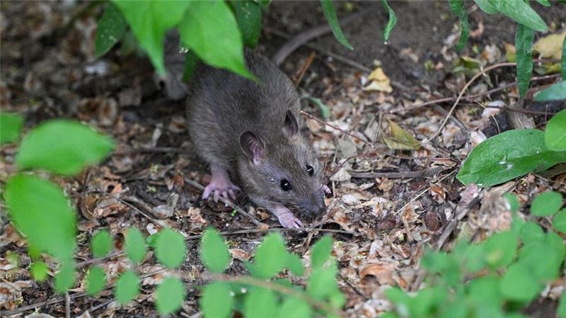 Gift vor Verbot? Darum schlagen Verbände jetzt Ratten-Alarm Eigentümer können einiges tun, damit Ratten sich auf dem Grundstück nicht wohlfühlen.