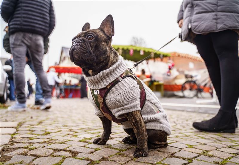 Ein 30 Kilogramm schwerer Hund verursacht nach den Berechnungen in 18 Jahren rund 19 Tonnen CO2. Foto: Frank Rumpenhorst/dpa