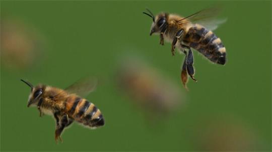 Ein 32-Jähriger schlägt im Streit gegen einen Bienenstock, die Tiere greifen Erntehelferinnen an – jetzt ermittelt die Polizei. (Symbolbild)