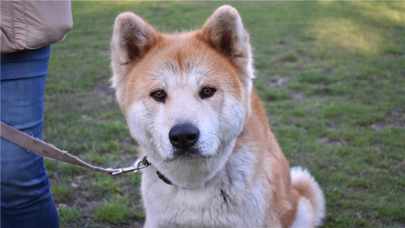 Ein Akita Inu gilt als stolzer Hund, der seinen eigenen Willen hat, das sollte ein Hundebesitzer wissen. 
