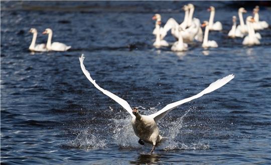 Ein Alsterschwan setzt zum Start an. Schwanenvater Olaf Nieß ist wegen der Vogelgrippe-Fälle „besorgt und aufmerksam“. Foto: Charisius/dpa