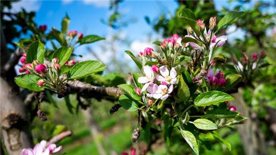 Ein Apfelbaum blüht im Alten Land. In Nordeuropas größtem Obstanbaugebiet beginnt die Obstblüte.