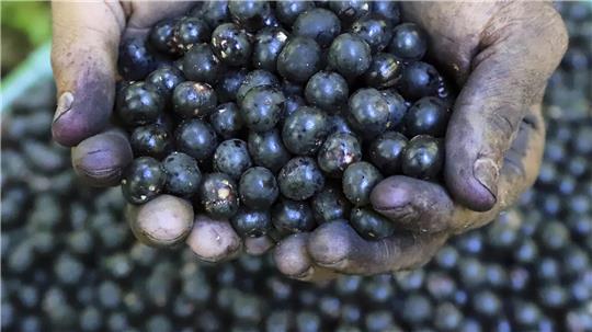 Ein Arbeiter in Brasilien hält Acai-Beeren. Bei uns werden die Beeren aus dem Amazonasgebiet oft zu Smoothies verarbeitet. Sie unterstützen den Zellschutz und fördern die Verdauung, heißt es.