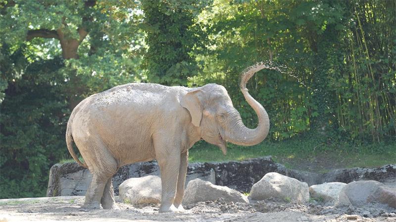 Schlamm, Sand und Eisbombe - so geht tierischer Hitzeschutz Ein Asiatischer Elefant besprüht sich mit Schlamm.