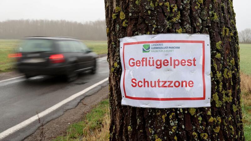 Ein Aushang warnt vor der „Geflügelpest Schutzzone“.