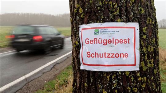 Ein Aushang warnt vor der „Geflügelpest Schutzzone“.