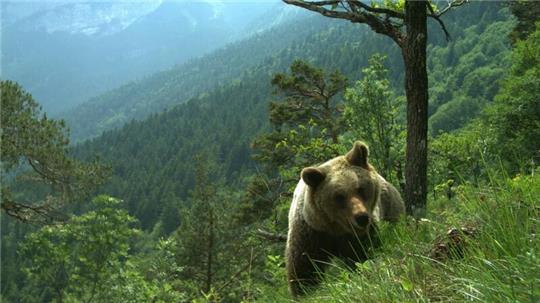 Ein Bär läuft durch ein hügeliges Gebiet im Trentino (undatiertes Handout).