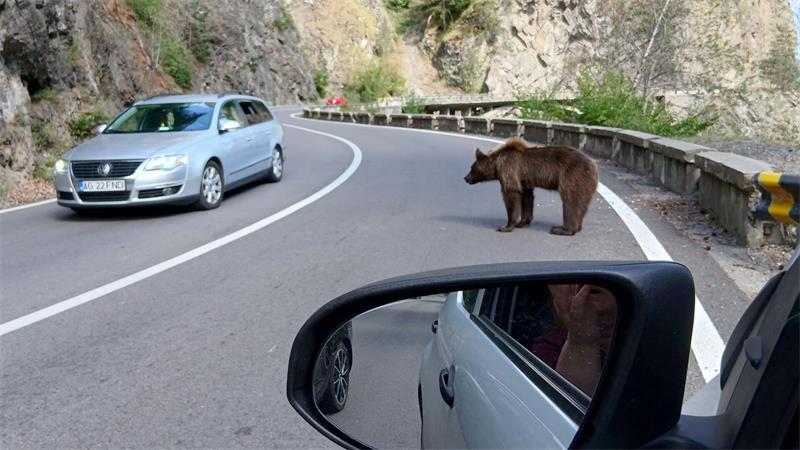 Rumänien verdoppelt Abschussquote für Bären trotz Kritik Ein Bär mitten auf der Straße. (Archivbild)
