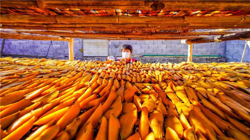 Ein Bauer trocknet Süßkartoffeln auf einem Hof in der nordchinesischen Provinz Hebei.