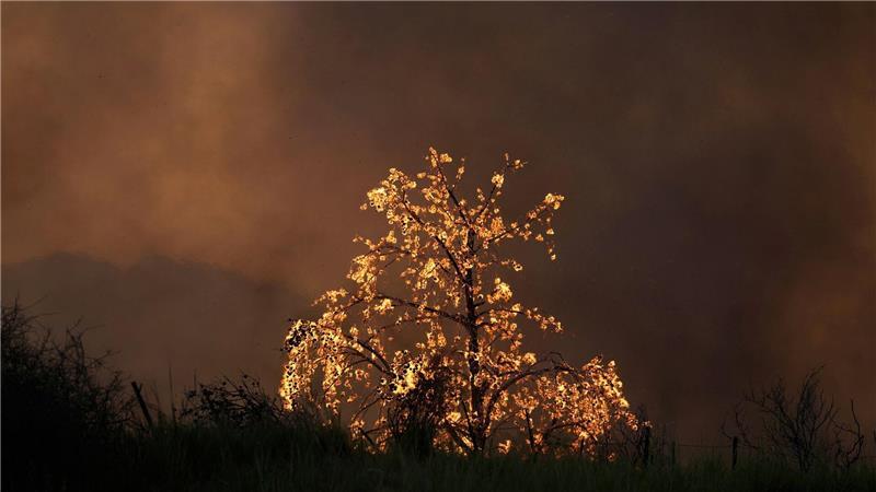 Bilder des Tages Ein Baum brennt bei einem Waldbrand in der Stadt Patras im Westen Griechenlands.