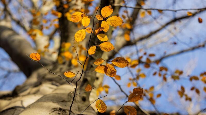 Ein Baum mit herbstlichem Laub im Stadtwald von Düsseldorf.