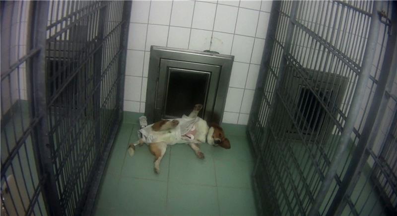 Ein Beagle hängt am Langzeit-EKG i m Tierversuchslabor in Mienenbüttel. Foto: Soko Tierschutz/Cruelty Free