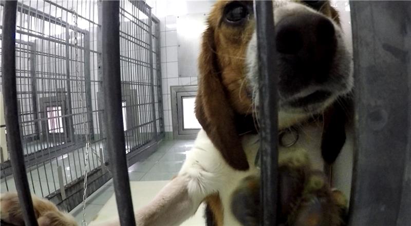 Skandal-Labor LPT: Erster Tierquäler wurde verurteilt Ein Beagle im Zwinger im Mienenbütteler Labor des LPT. Die Affen sind mittlerweile alle abgeholt worden. Die Hunde noch nicht. Foto: Soko Tierschutz