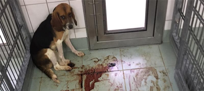 Ein Beagle sitzt im LPT verängstigt in der Ecke, der Boden ist blutverschmiert. Die Hunde erleiden teils schwere Blutungen, wenn die Medikamente bei den Giftigkeitstests zigfach überdosiert werden.  Foto: Soko Tierschutz