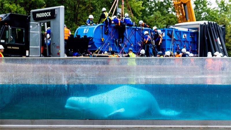 Ein Beluga-Wal schwimmt in einem Becken im Marineland.