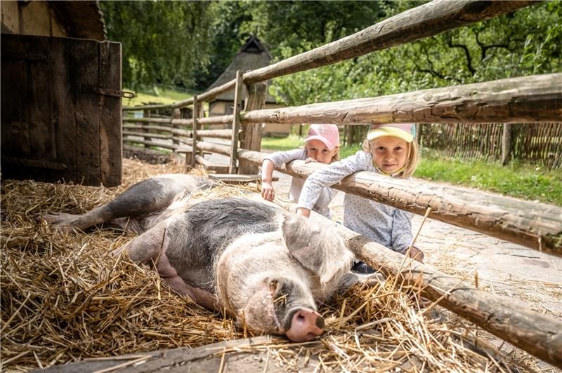 Wo Kinder alte Tierrassen kennenlernen können Ein Bentheimer Schwein lässt sich im Freilichtmuseum genüsslich von Kindern streicheln. Foto: Kerstin Bittner