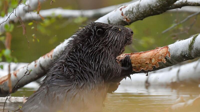 Ein Biber hat in Schleswig-Holstein einen Verkehrsunfall verursacht. (Symbolbild)