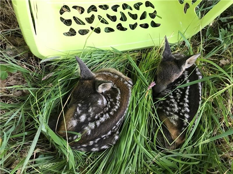 Ein Bild aus dem vergangenen Frühjahr: Zwei im Gras gefundene Kitze werden mit einem Wäschekorb gekennzeichnet . Foto: Kitz und Co