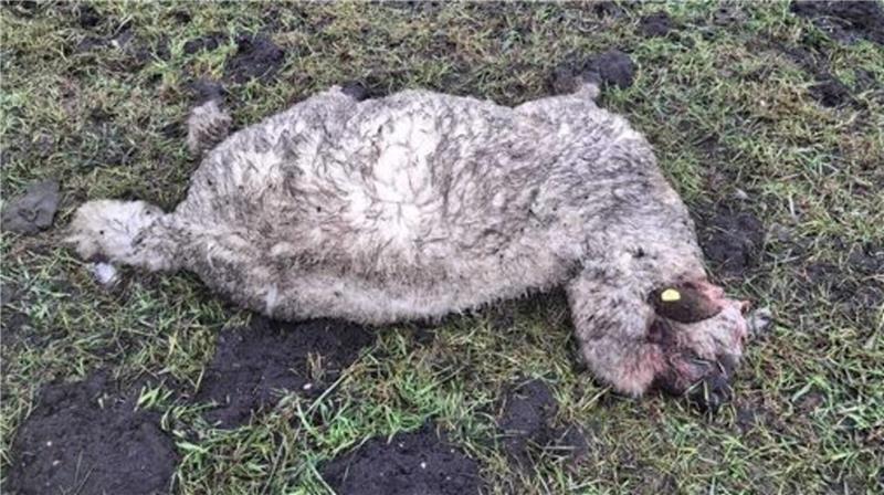 Ein Bild des Schreckens: Diesmal muss Schäfer Mählmann den Verlust von vier seiner Schafe verkraften.