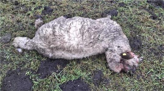 Ein Bild des Schreckens: Diesmal muss Schäfer Mählmann den Verlust von vier seiner Schafe verkraften.