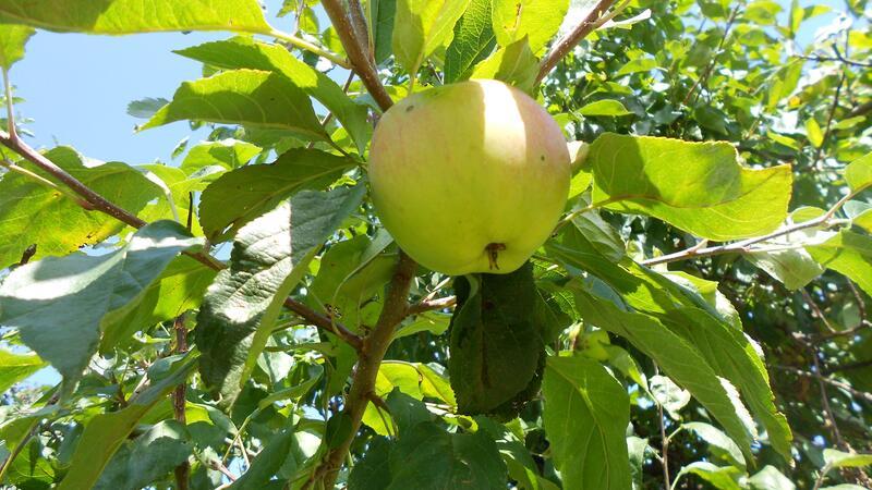 Ein Bild von einem Apfel - aufgenommen in einer brachliegenden Stader Obstplantage.