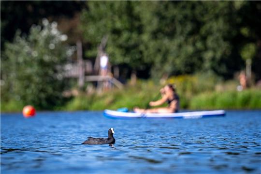 Ein Blässhuhn auf dem Werdersee schwimmt an einer Stand-up-Paddlerin vorbei.
