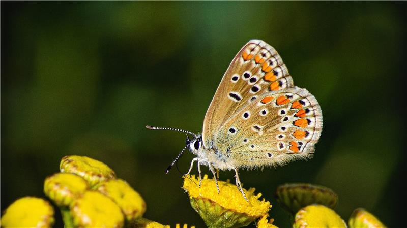 Ein Bläuling labt sich am Nektar einer Rainfarn-Blüte.