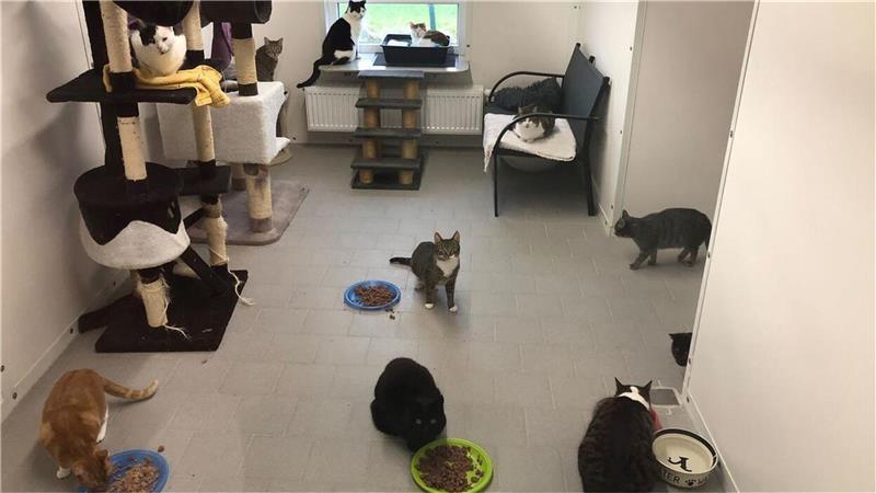 Ein Blick durch die Scheibe in ein Katzenzimmer im Tierheim Cuxhaven. Foto: Kramp, Wiebke