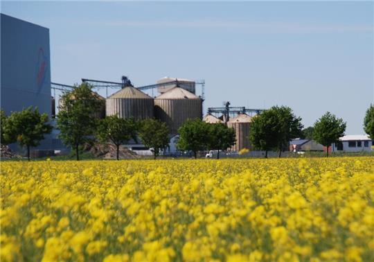 Ein Blick über das blühende Rapsfeld auf das Raisa-Mischfutterwerk mit den runden Getreide- und Düngerlagern im Apenser Gewerbegebiet.