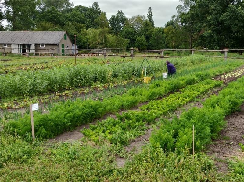 Ein Blick über die Gemüsefelder der Solawi Ahrenswohlde in der Gemeinde Ahlerstedt zur Erntezeit. Hier werden Gewinne und Verluste von Bio-Landwirtschaft solidarisiert. Foto: Galle