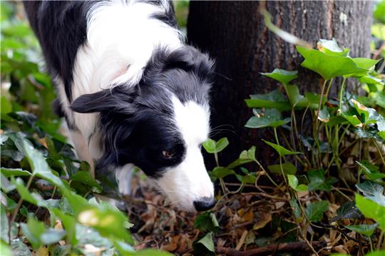 Ein Border Collie schnüffelt sich bei einem Spaziergang durch sein Revier. Vergiftete oder mit gefährlichen Gegenständen gespickte Köder jagen Hundefreunden in Deutschland immer wieder Angst ein. Foto: Maurizio Gambarini/dpa