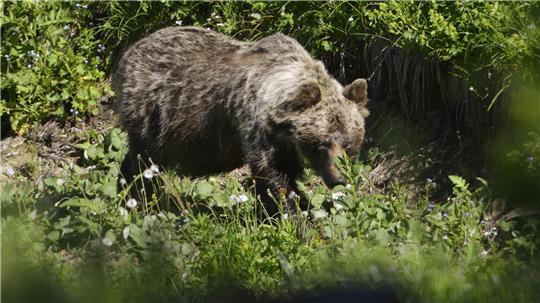 Ein Braunbär ist im Tal Zadné Medodoly in Tatranská Javorina unterwegs. (Archivbild)