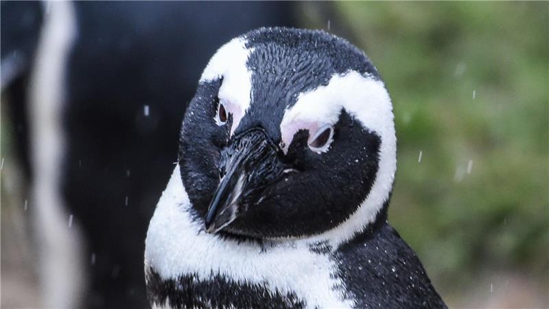 Ein Brillenpinguin (Spheniscus demersus)