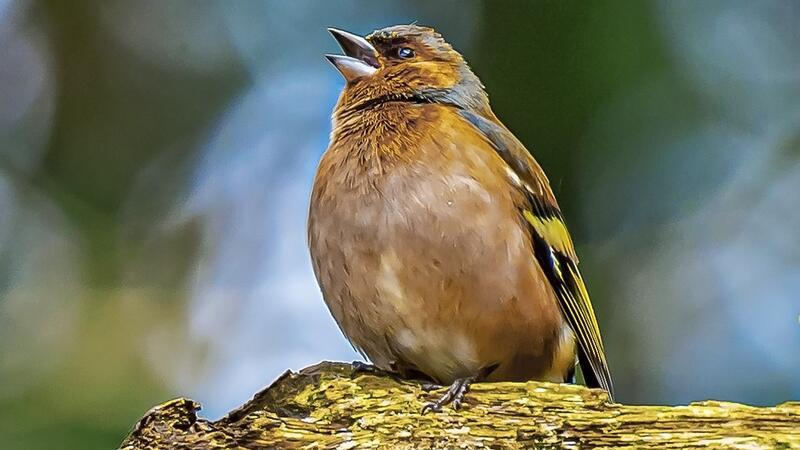 Wie Buchfinkbabys das Singen erlernen Ein Buchfink beim Gesang.
