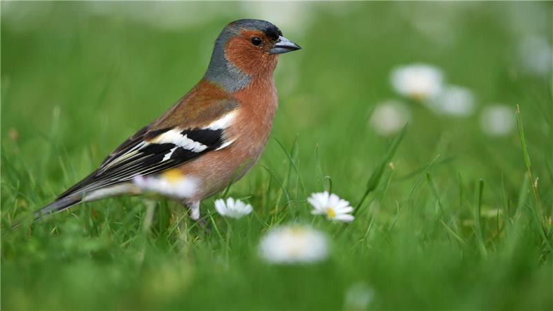 Vogelzählung: Rückgang bei Spatzen, Schwalben, Mauerseglern Ein Buchfink sitzt auf einer Wiese.