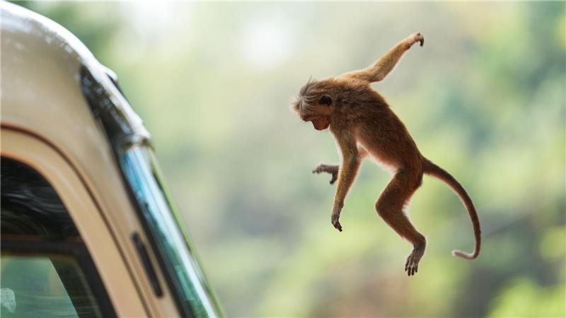 Ein Ceylon-Hutaffe macht auf Sri Lanka einen weiten Sprung. Diese Affen sorgen manchmal für Ärger, wenn sie von Menschen Lebensmittel stehlen.