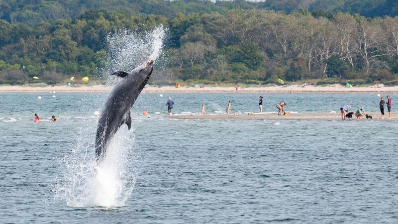Exotische Meeresgäste im Norden: Die spannendsten Sichtungen Ein Delfin springt in der Trave vor dem Strandbad aus dem Wasser.