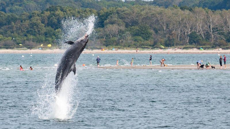  Ein Delfin springt in der Trave vor dem Strandbad aus dem Wasser. 