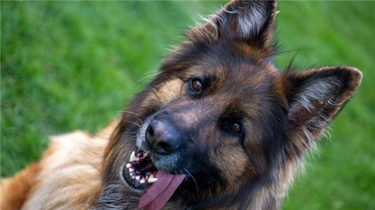 Ein Deutscher Schäferhund auf dem Übungsplatz des Schäferhundvereins Lauingen.