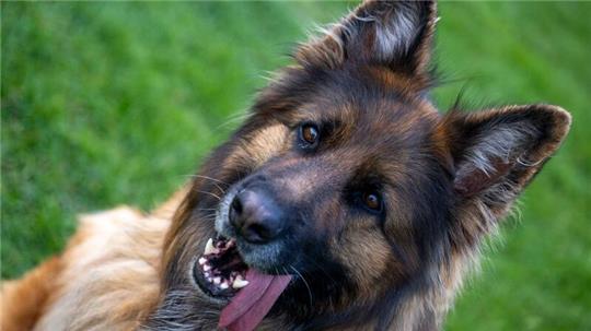 Ein Deutscher Schäferhund auf dem Übungsplatz des Schäferhundvereins Lauingen.