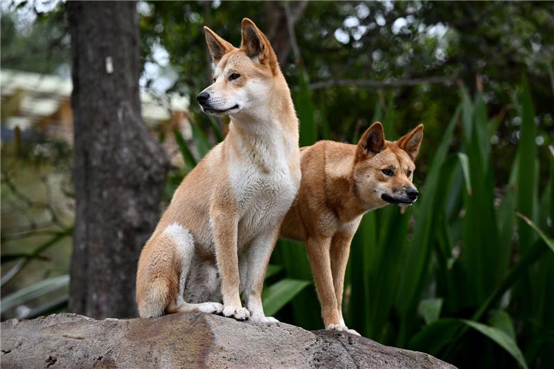 Australier füttert Dingos: 2500 Dollar Strafe Ein Dingo-Pärchen im Taronga Zoo in Sydney.